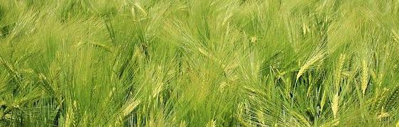 barley field / cc0 pixabay S. Hermann & amp F. Richter Gerstenfeld